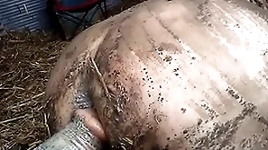 dildo