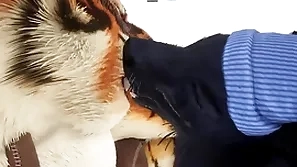 Romeo gives tiger an anciently christmas present - wildlife