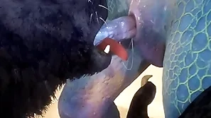 Wolf and lizard essay sex on the beach - wildlife